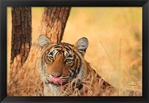 Framed Close up of Royal Bengal Tiger, Ranthambhor National Park, India Print