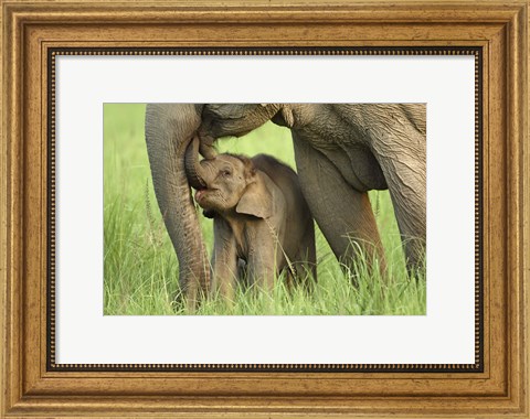 Framed Elephant and Young, Corbett National Park, Uttaranchal, India Print