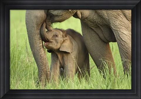 Framed Elephant and Young, Corbett National Park, Uttaranchal, India Print
