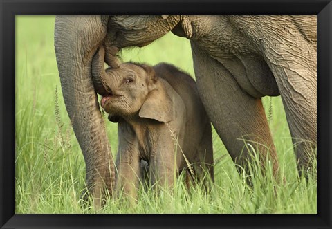 Framed Elephant and Young, Corbett National Park, Uttaranchal, India Print