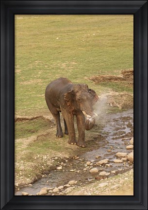 Framed Elephant at waterhole, Corbett NP, Uttaranchal, India Print