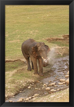 Framed Elephant at waterhole, Corbett NP, Uttaranchal, India Print