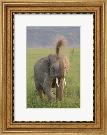 Framed Elephant dust bath, Corbett NP, Uttaranchal, India Print