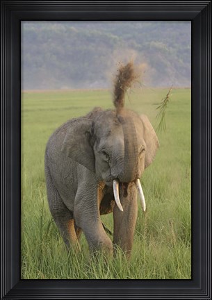 Framed Elephant dust bath, Corbett NP, Uttaranchal, India Print