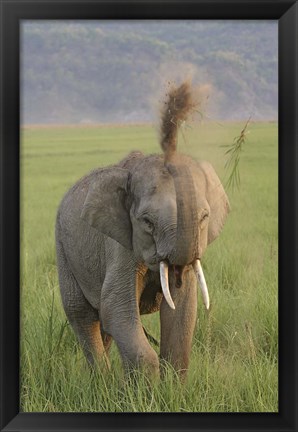 Framed Elephant dust bath, Corbett NP, Uttaranchal, India Print