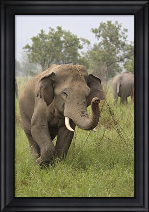 Framed Elephant Greeting, Corbett National Park, Uttaranchal, India Print