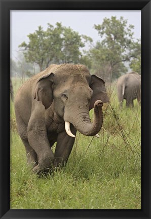Framed Elephant Greeting, Corbett National Park, Uttaranchal, India Print