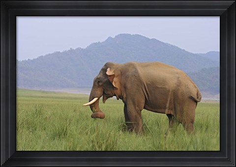 Framed Elephant in the grass, Corbett NP, Uttaranchal, India Print