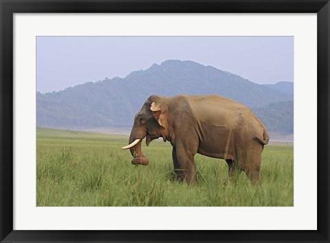 Framed Elephant in the grass, Corbett NP, Uttaranchal, India Print