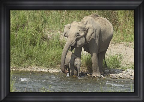 Framed Elephant on riverbank, Corbett NP, Uttaranchal, India Print