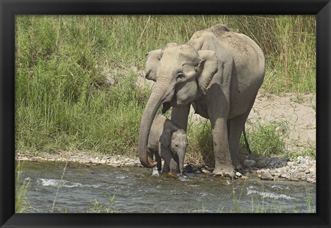 Framed Elephant on riverbank, Corbett NP, Uttaranchal, India Print