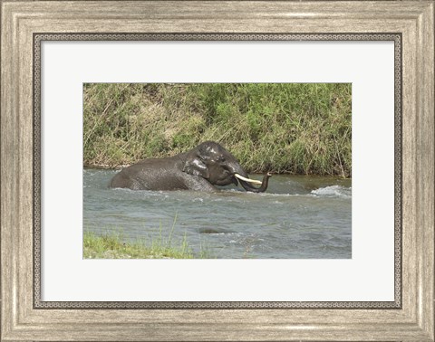 Framed Elephant taking bath, Corbett NP, Uttaranchal, India Print