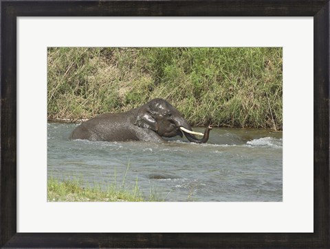 Framed Elephant taking bath, Corbett NP, Uttaranchal, India Print