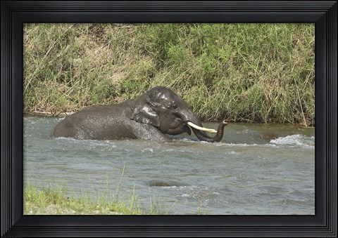 Framed Elephant taking bath, Corbett NP, Uttaranchal, India Print