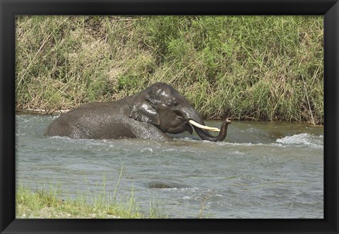 Framed Elephant taking bath, Corbett NP, Uttaranchal, India Print