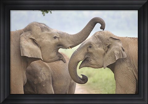 Framed Elephants Play Fighting, Corbett National Park, Uttaranchal, India Print