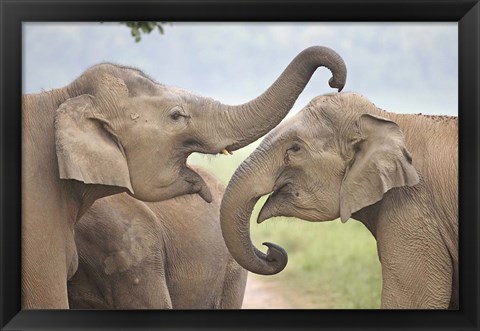 Framed Elephants Play Fighting, Corbett National Park, Uttaranchal, India Print