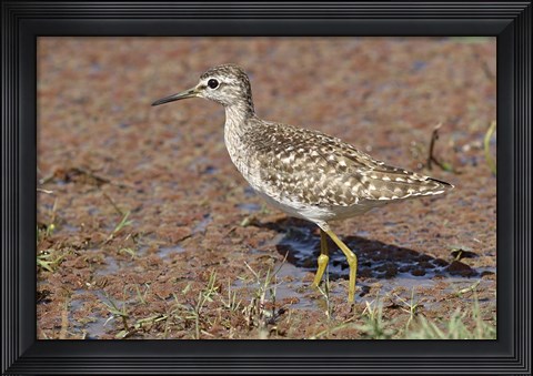 Framed Green Sandpiper, Ranthambhor National Park, India. Print