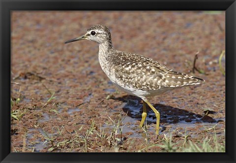 Framed Green Sandpiper, Ranthambhor National Park, India. Print