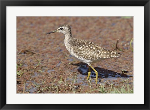 Framed Green Sandpiper, Ranthambhor National Park, India. Print