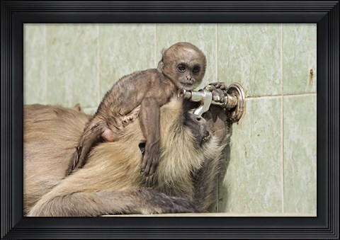 Framed Hanuman Langoor and young, Ranthambhor National Park, India Print