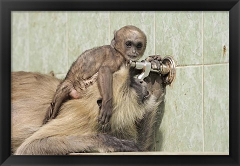 Framed Hanuman Langoor and young, Ranthambhor National Park, India Print