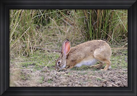 Framed Indian Hare wildlife, Ranthambhor NP, India Print