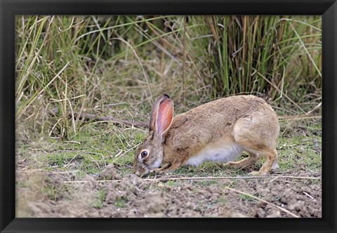 Framed Indian Hare wildlife, Ranthambhor NP, India Print