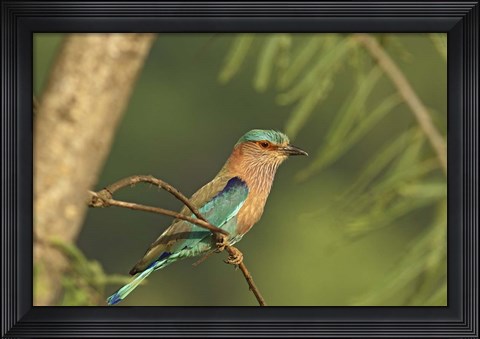 Framed Indian roller bird, Corbett NP, Uttaranchal, India Print