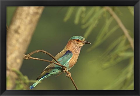 Framed Indian roller bird, Corbett NP, Uttaranchal, India Print