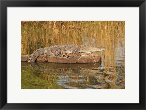 Framed Marsh Crocodile, Ranthambhor National Park, India Print