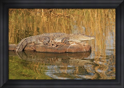 Framed Marsh Crocodile, Ranthambhor National Park, India Print
