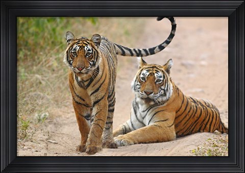 Framed Pair of Royal Bengal Tigers, Ranthambhor National Park, India Print