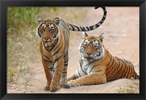 Framed Pair of Royal Bengal Tigers, Ranthambhor National Park, India Print