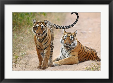 Framed Pair of Royal Bengal Tigers, Ranthambhor National Park, India Print