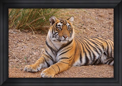 Framed Portrait of Royal Bengal Tiger, Ranthambhor National Park, India Print