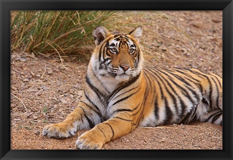 Framed Portrait of Royal Bengal Tiger, Ranthambhor National Park, India Print