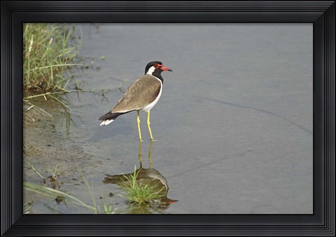 Framed Redwattled Lapwing bird, Corbett NP, India. Print