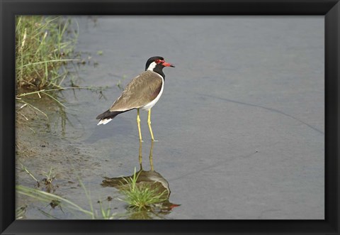 Framed Redwattled Lapwing bird, Corbett NP, India. Print