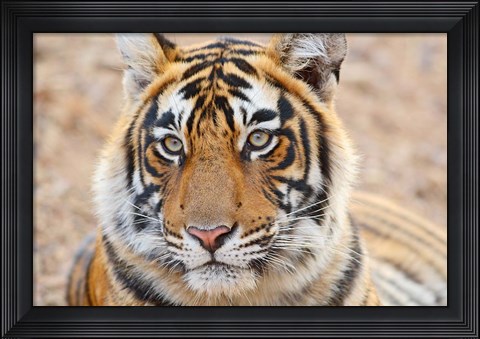 Framed Royal Bengal Tiger Head, Ranthambhor National Park, India Print