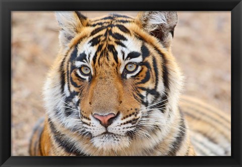 Framed Royal Bengal Tiger Head, Ranthambhor National Park, India Print