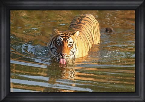 Framed Royal Bengal Tiger in the water, Ranthambhor National Park, India Print