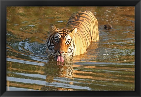 Framed Royal Bengal Tiger in the water, Ranthambhor National Park, India Print