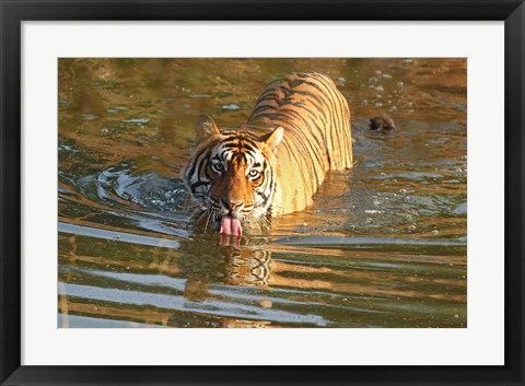 Framed Royal Bengal Tiger in the water, Ranthambhor National Park, India Print