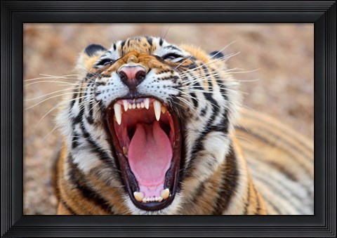 Framed Royal Bengal Tiger mouth, Ranthambhor National Park, India Print