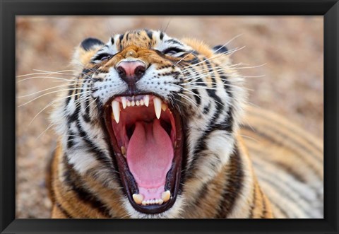 Framed Royal Bengal Tiger mouth, Ranthambhor National Park, India Print