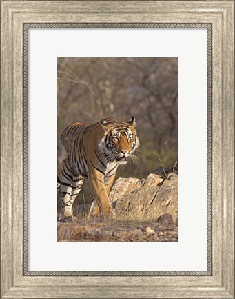 Framed Royal Bengal Tiger On The Move, Ranthambhor National Park, India Print