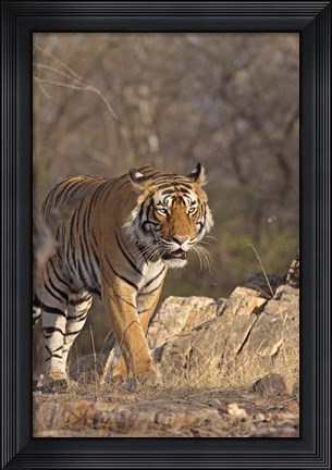 Framed Royal Bengal Tiger On The Move, Ranthambhor National Park, India Print