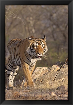 Framed Royal Bengal Tiger On The Move, Ranthambhor National Park, India Print