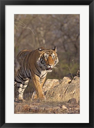 Framed Royal Bengal Tiger On The Move, Ranthambhor National Park, India Print